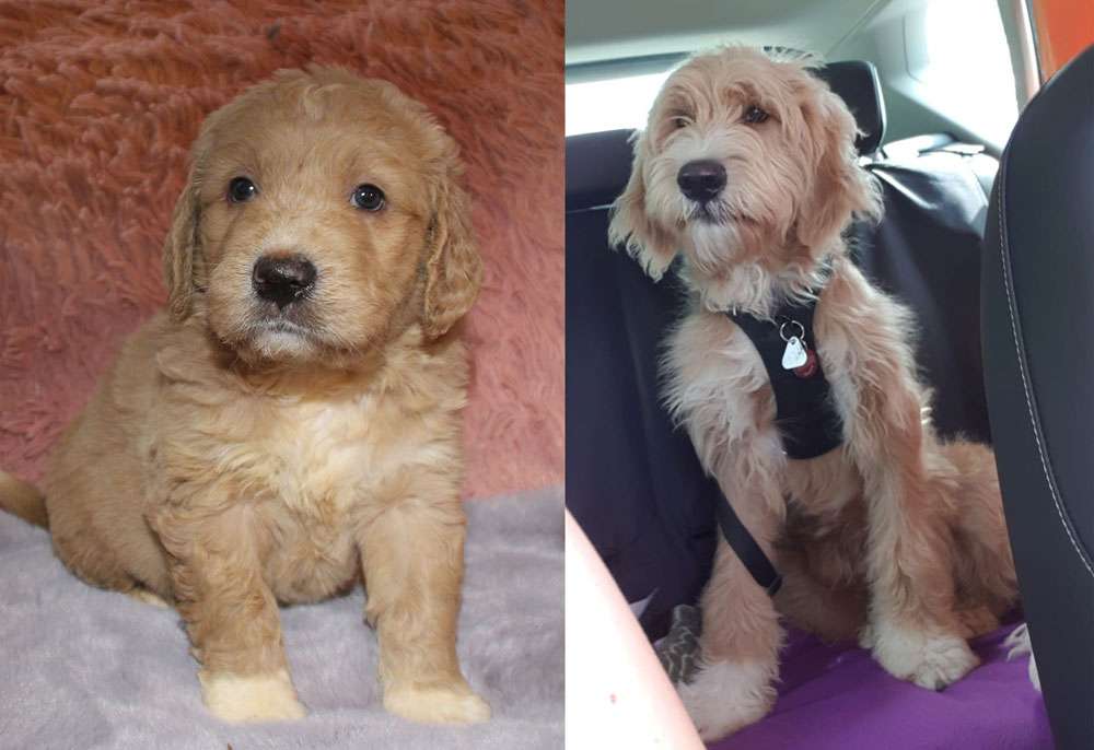Das ist ein zusammengesetztes Bild, auf dem man links einen Welpen sieht und rechts den gleichen Hund als erwachsener Doodle