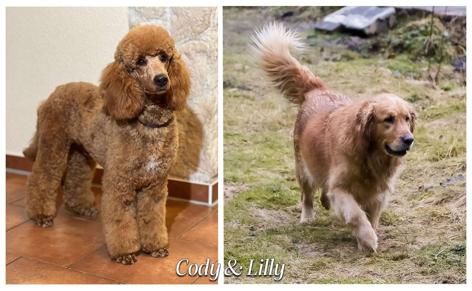 Aktuell haben wir Goldendoodle F1 in der Größe Medium. Die Welpen können gerne auch bei uns besucht werden.