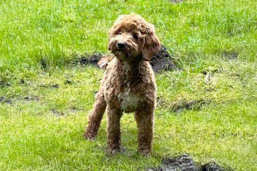 Cinamo Goldendoodle F1b