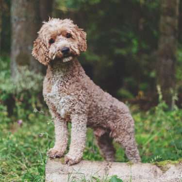 Magnum Goldendoodle F1b