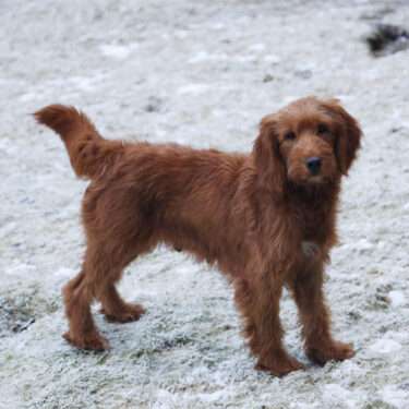 Miranda Goldendoodle F1