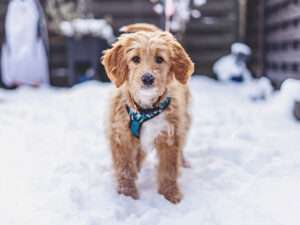 Katie ist ein Doubledoodle, d.h. ihre Mutter ist unsere Goldentoller Hündin Paloma, der Vater ist unser Goldendoodle Rüde Magnum.