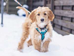 Katie ist ein Doubledoodle, d.h. ihre Mutter ist unsere Goldentoller Hündin Paloma, der Vater ist unser Goldendoodle Rüde Magnum.