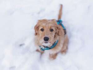 Katie ist ein Doubledoodle, d.h. ihre Mutter ist unsere Goldentoller Hündin Paloma, der Vater ist unser Goldendoodle Rüde Magnum.