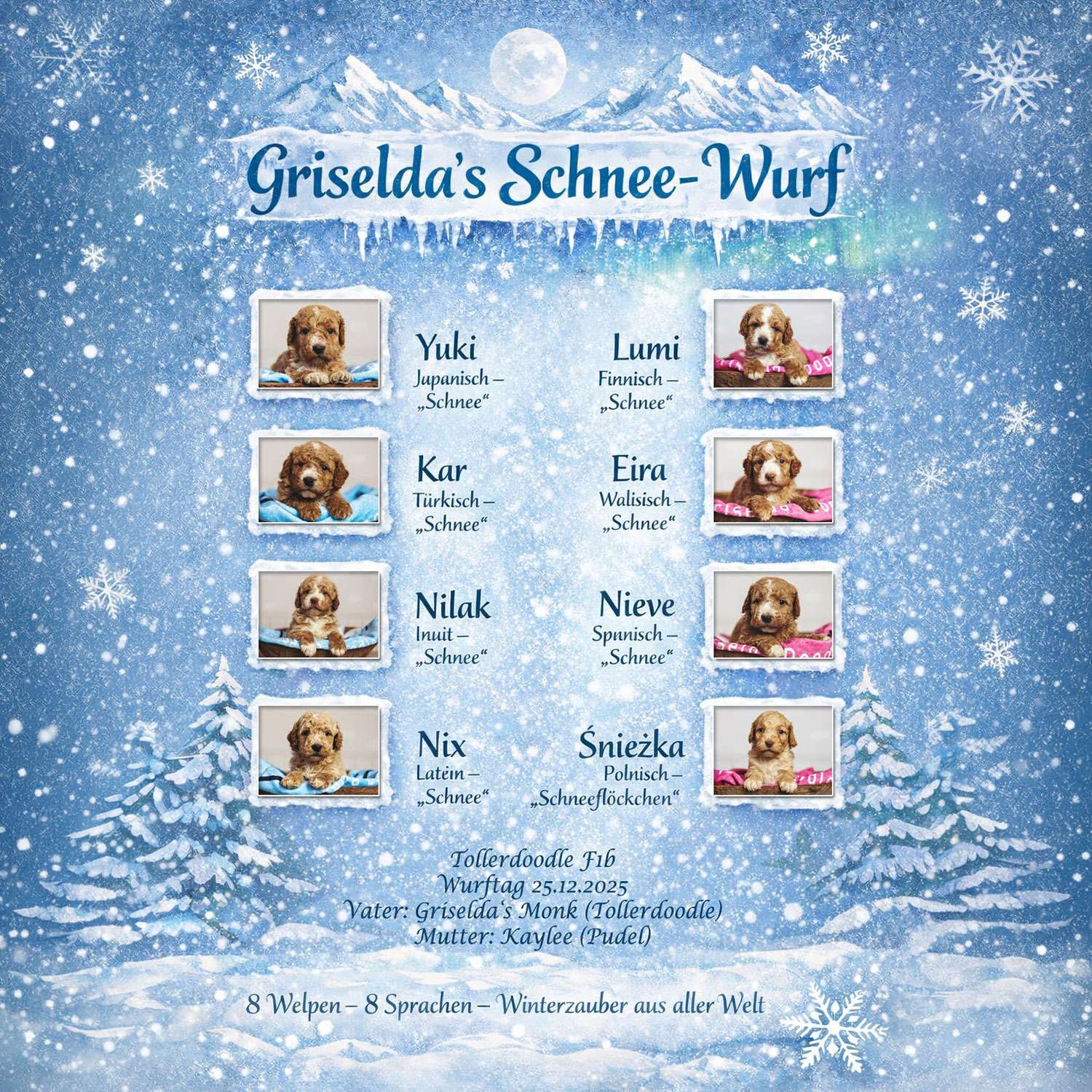 Der Schneewurf Am 25.12.2025 wurde bei uns der Schnee - Wurf geboren, in diesem Fall sind es Tollerdoodle F1bb