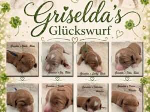 Am 12. April 2026 ist unser Glückswurf geboren