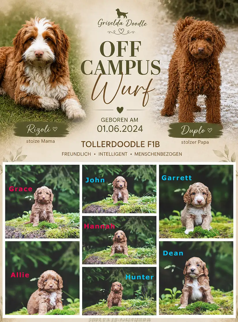 Der Off Campus Wurf Am 01. Juni 2026 wurde unser Off Campus-Wurf geboren –</p>
<p>Toller Doodle Mini<br />
7 Welpen, 4 Rüden und 3 Hündinnen.