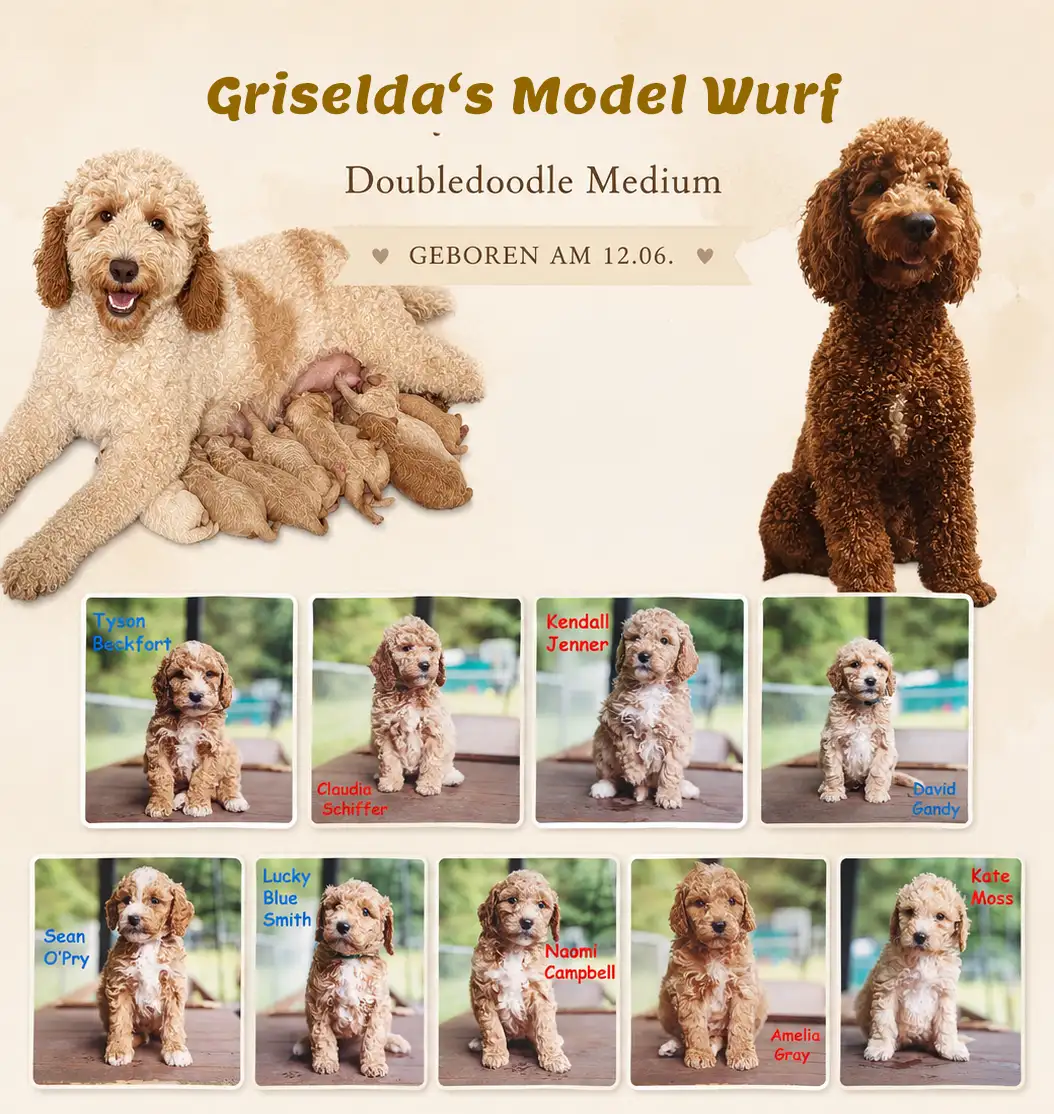 Der Model - Wurf Am 12. Juni 2026 ist unser Model-Wurf geboren –<br />
Double Doodle Medium<br />
9 Welpen, 4 Rüden und 5 Hündinnen.
